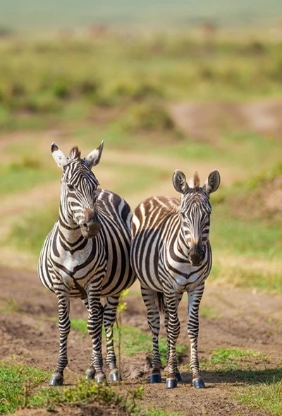 maasai mara