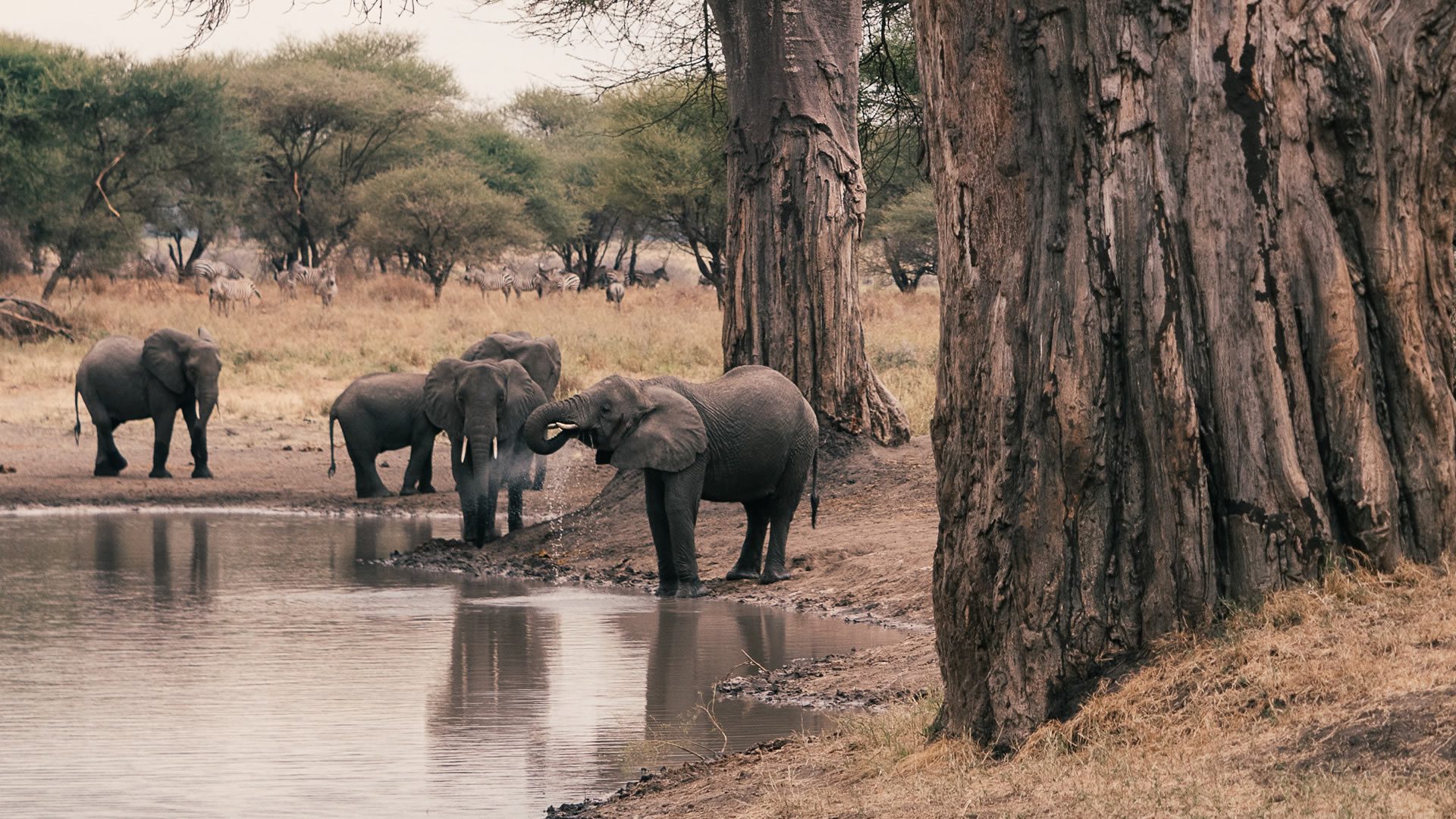 tarangire national park1