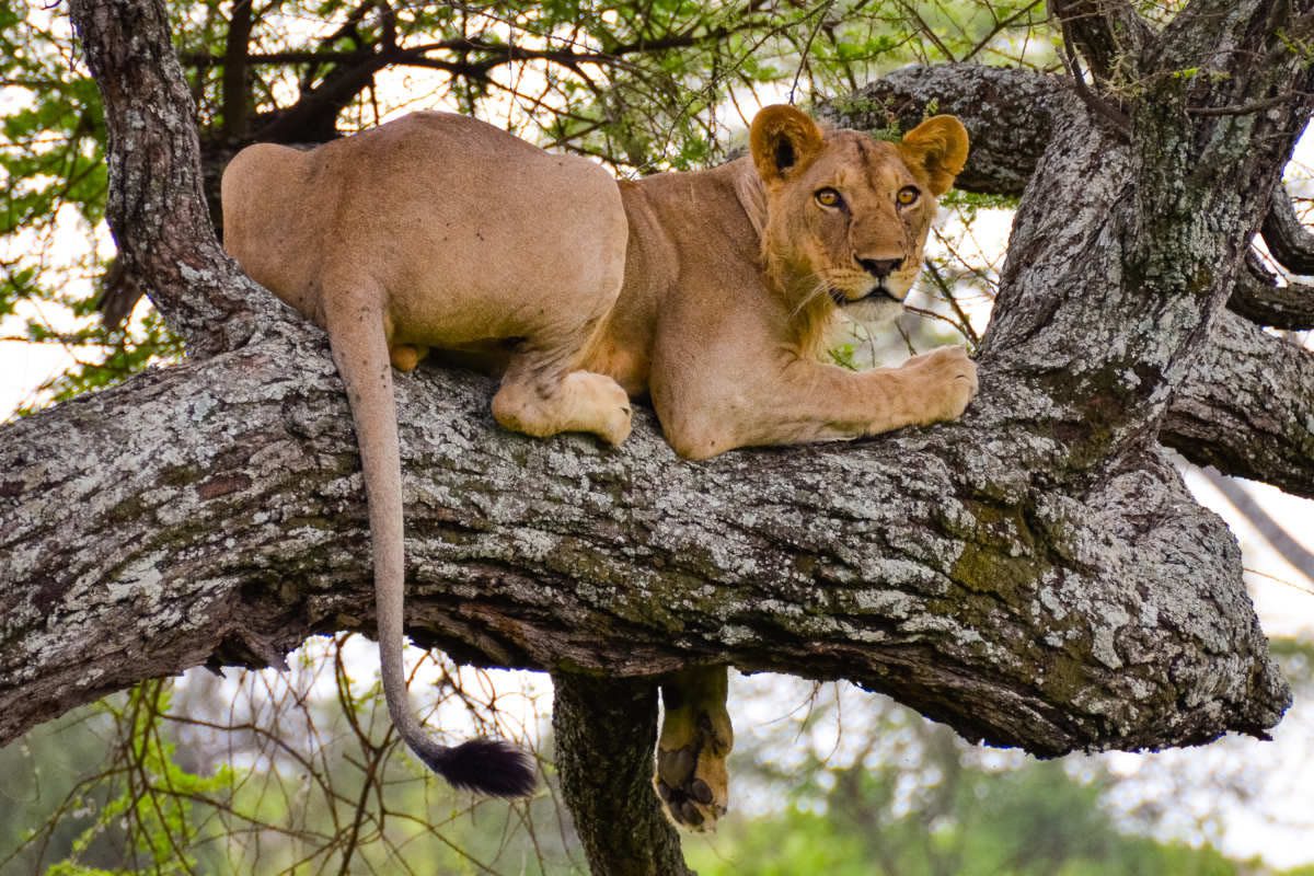tarangire national park3